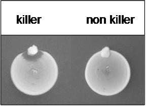 Killer Eclipse Assay2