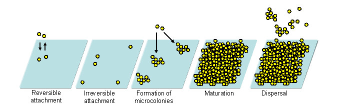 Generalized scheme of bacterial biofilm formation
