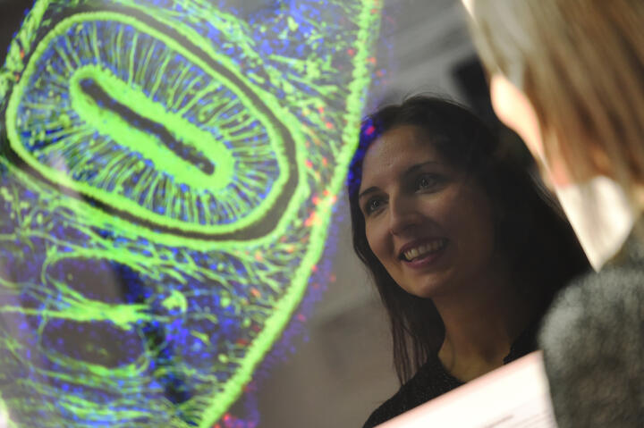 Dr. Kerstin Bartscherer and her team “Stem Cells and Regeneration” investigate regeneration in planarian flatworms, an excellent model organism.