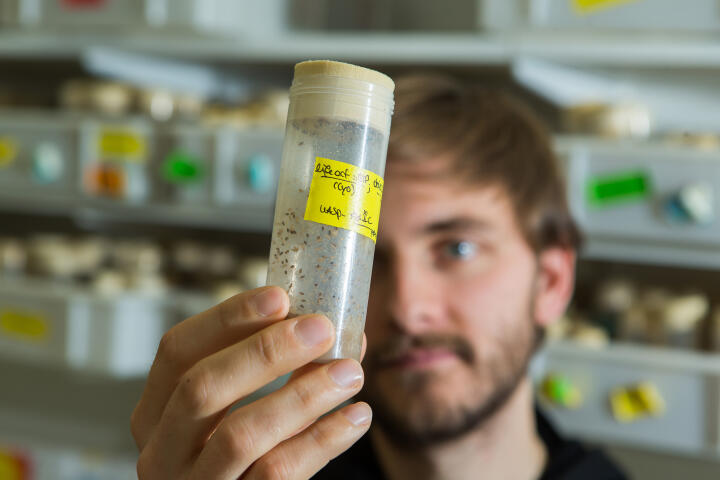 In the fruit fly lab: Different crossings of flies are kept in tubes, living from apple-agar and yeast. The larvae in this tube already are pupated.