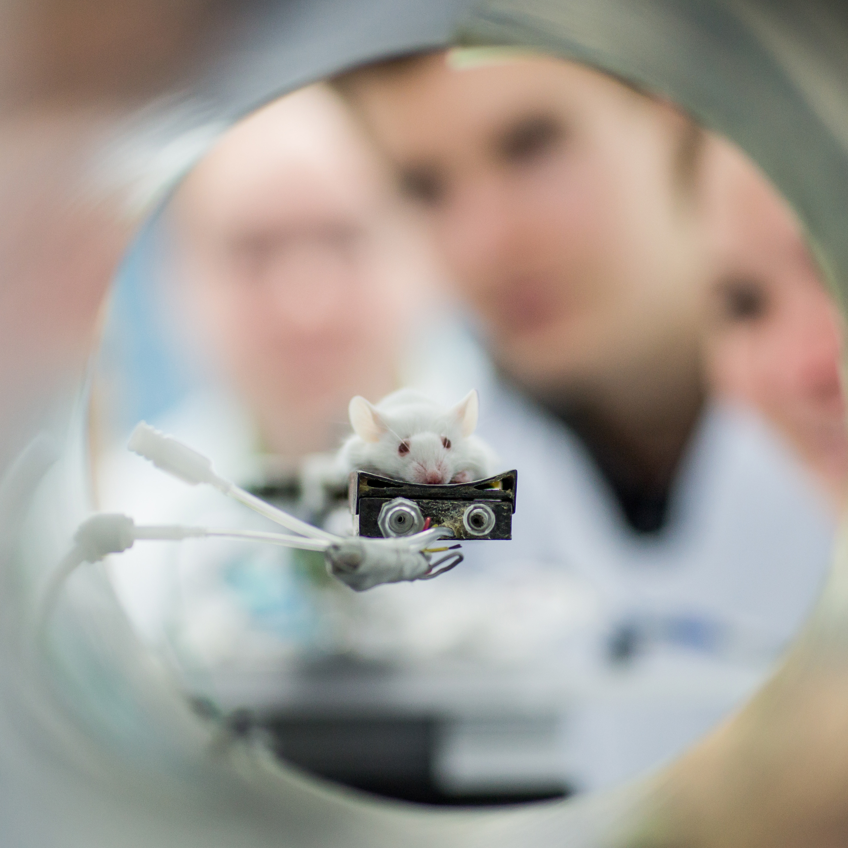 Training imaging with mice