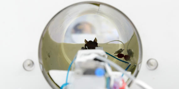 Foto einer Maus in einem Tomographen