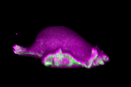 Eine Bindegewebszelle einer Maus bewegt sich mit „Scheinfüßchen“ vorwärts. Forschende haben entdeckt, dass Membrankrümmungen am Ansatz der Scheinfüßchen einen Bewegungskreislauf in Gang setzen. Dadurch können sich Zellen über längere Distanz in die gleiche Richtung bewegen und Suchmuster formen. Darstellung mit Lichtblattmikroskopie. Begemann I et al./Nature Physics 2019.