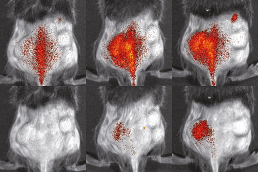 Distribution of immune cells (red) in the body of a mouse with an inflammatory skin disease, visualised using fluorescence reflectance imaging. Researchers developed a method enabling them to better evaluate and study the activity of these inflammatory cells: they succeeded in genetically modifying precursors of immune cells, then increasing their numbers in a test tube and finally tracking them spatially and temporally in living organisms. Gran S, Honold L et al./Theranostics 2018.