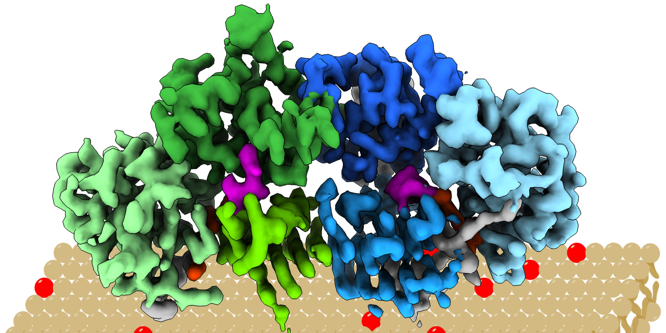 First 3D structure of regulator protein revealed