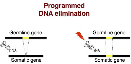 ej! eukaryotic genomes are highly dynamic units.