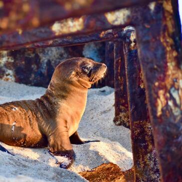 Theeyebrow-galapagossealion- C Anelivberthelsen