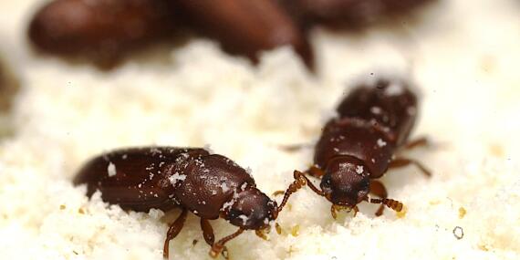 Red flour Beetles