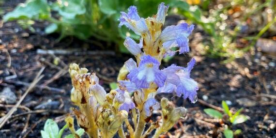 251211-scienceadvances-wicke