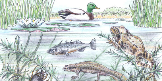 260428-anayarojas-drakula-fischparasiten