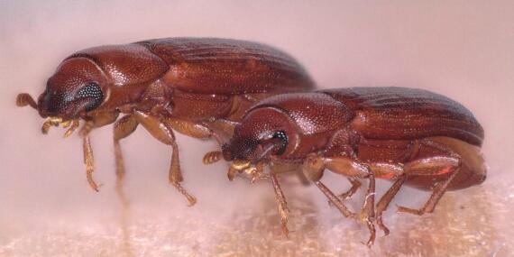 251022-TriboliumCastaneum