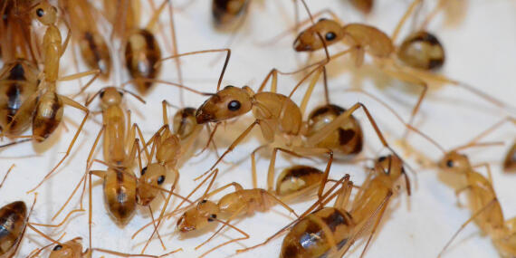 260416-pohl-vandenbos-c.maculatus Minor Workers