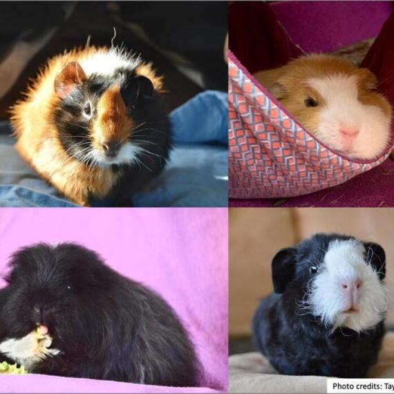 Theeyebrow-domestication-picture