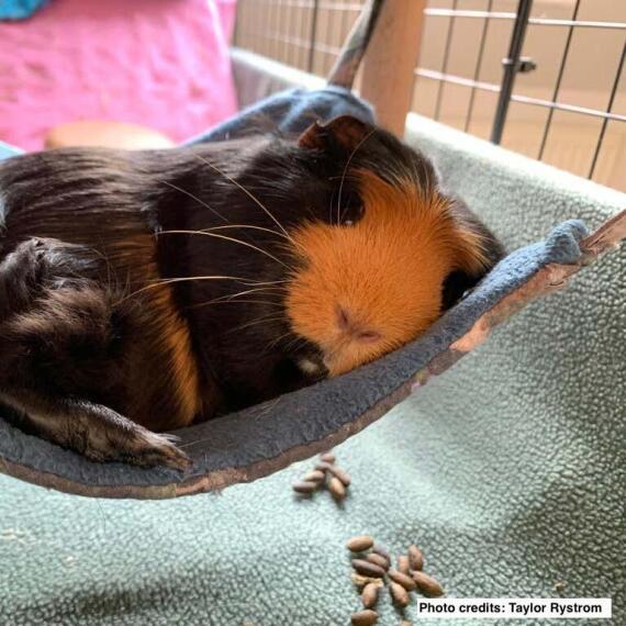 Theeyebrow-labrats-picture