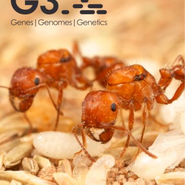 G3 Cover Uli