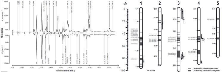 Fig. 7: GC-MS profile of males from N. vitripennis and N. giraulti (left) and overlap of QTL for differences in individual cuticular hydrocarbon peaks and candidate genes (desaturases and elongases) based on hybrid males (right).