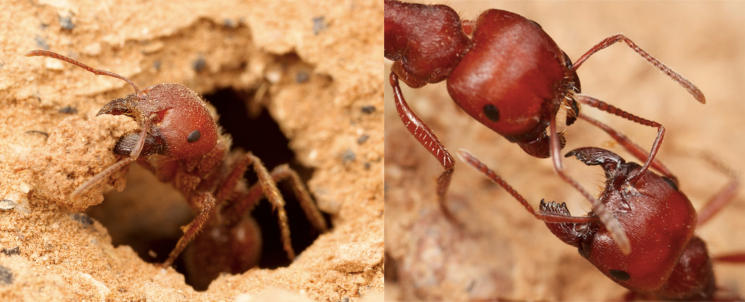 Fig.1: Pogonomyrmex barbatus worker at work (excavating and inspecting a non-nestmate)! 