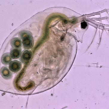 Daphnia Pulex