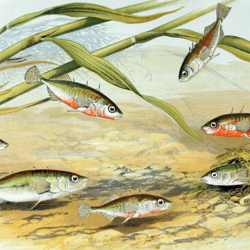 2018-06-21 Sticklebacks