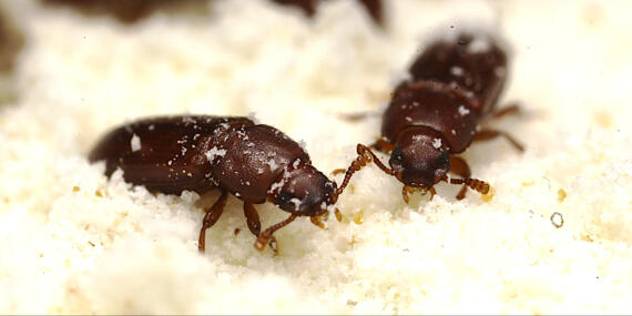 Tribolium Castaneum