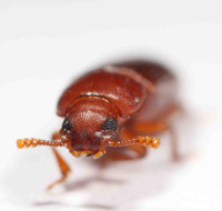 Kurtz Tribolium Small