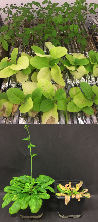 HIGS assays for broomrape on tomato and tobacco, and parasite flowering test on Arabidopsis