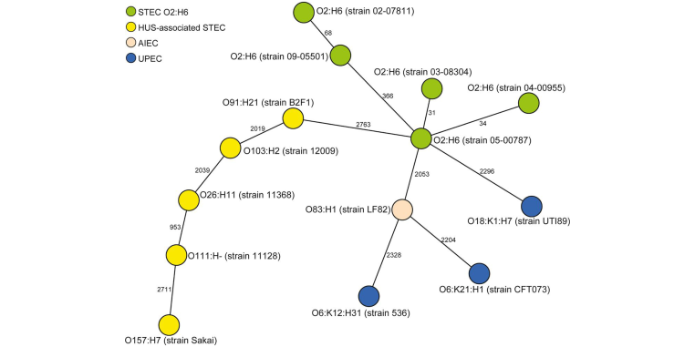 Phylogenetic intermediate positioning of STEC O2:H6 to prototypic UPEC, AIEC and most closely related and prototypic HUS‐associated STEC based on whole genome sequencing data