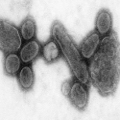 Reconstructed Spanish Flu Virus120