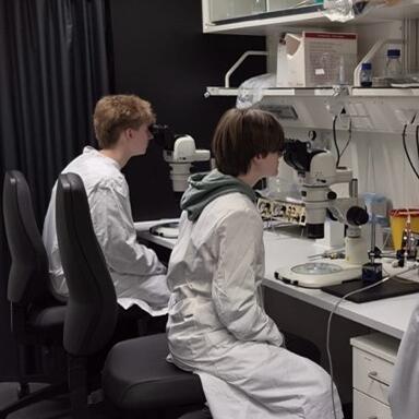 Zwei Schüler*innen teste die Lichtmikroskope im MIC