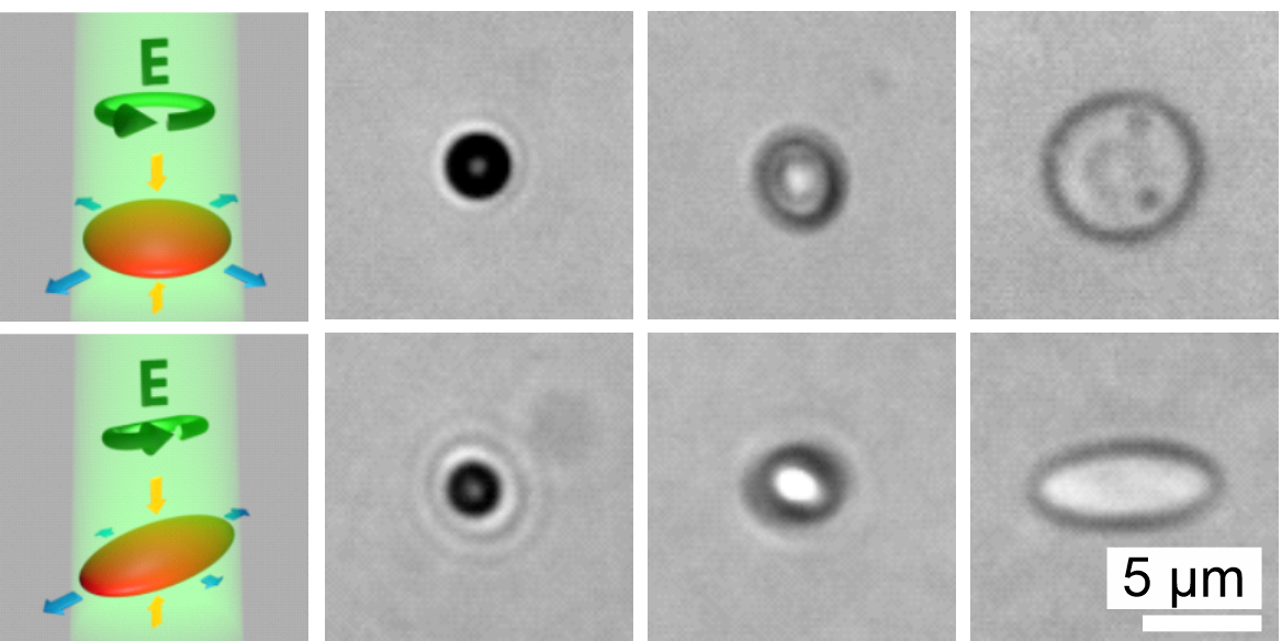 Kleine partikel ändern ihre Form nach Einstrahlung von Licht.
