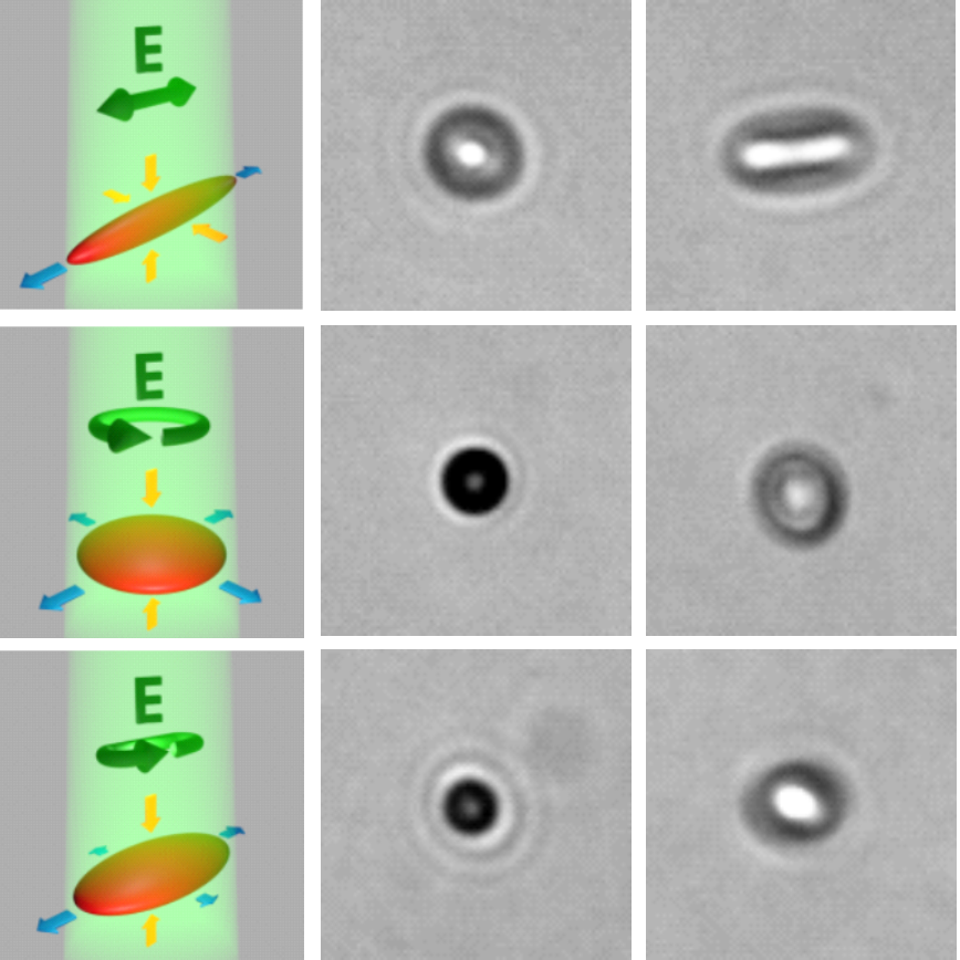 Kleine partikel ändern ihre Form nach Einstrahlung von Licht.
