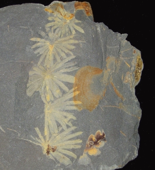 Blätter eines großen Schachtelhalms in der heute noch typischen Quirl-Anordnung (Oberkarbon, etwa 308 Millionen Jahre alt).