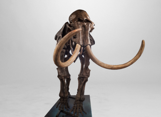 Das montierte Skelett des Mammuts im Geomuseum ist über drei Meter hoch und fünfeinhalb Meter lang.
