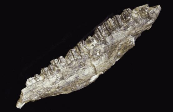 Unterkiefer-Ast des Dinosauriers Iguanodon aus dem Sauerland; die spatelförmigen Zähne weisen auf einen Pflanzenfresser hin.