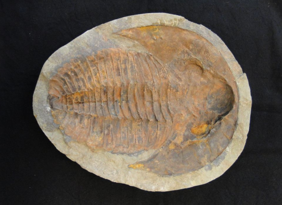 Vierzig Zentimeter großer Trilobit aus der Kambrium-Zeit. Hierbei handelt es sich um ein außergewöhnlich großes Exemplar.