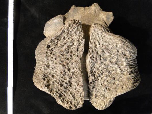 Oberschädel eines Moschusochsen aus dem Pleistozän.