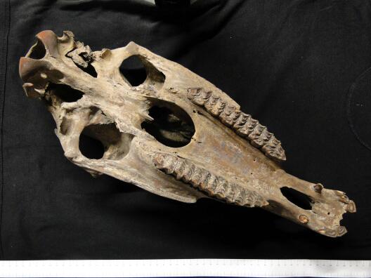 Oberschädel eines Wildpferdes aus dem Pleistozän.