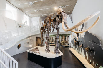 Das montierte Skelett des Mammuts im Geomuseum ist über drei Meter hoch und fünfeinhalb Meter lang.