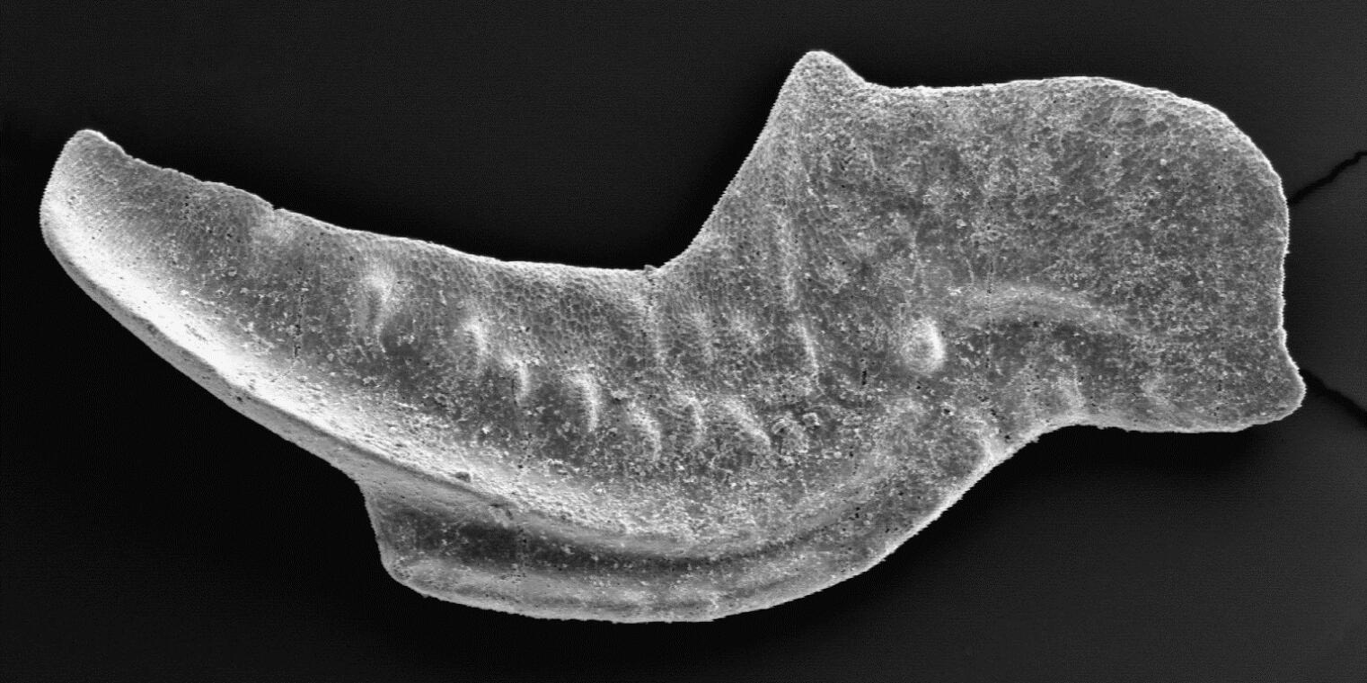 IGP Paläontologie Forschung