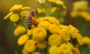 Biene Auf Rainfarn Für Homepage_