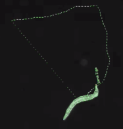 Tracked C. elegans
