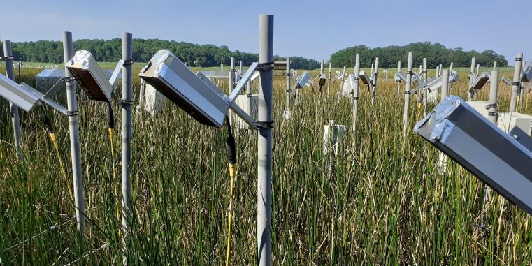 Ecosystem warming experiment on the Chesapeake Bay coast (Maryland, US)