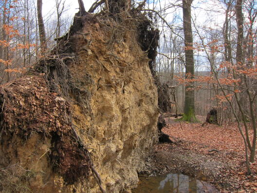 Tree root