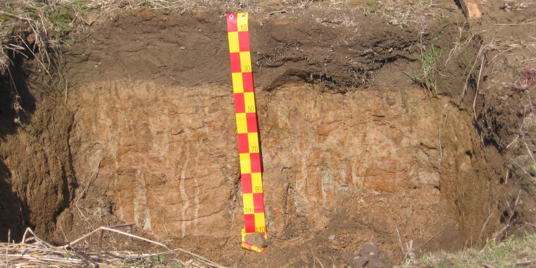 Soil profile of a pseulogey in a field