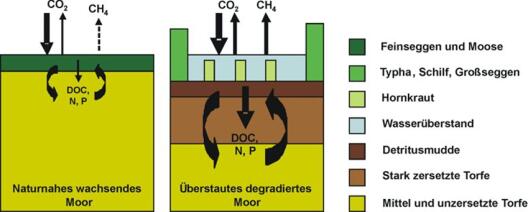 Gas exchange with the atmosphere:  living raised bog and degraded bog