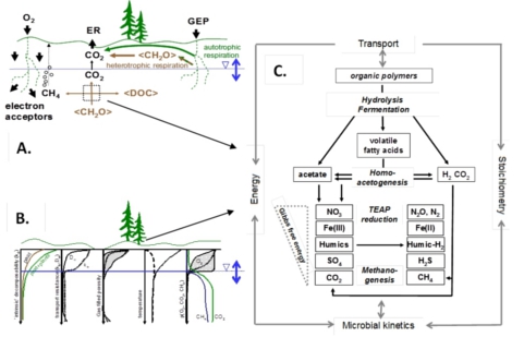 Schematic of biogeochemical processes