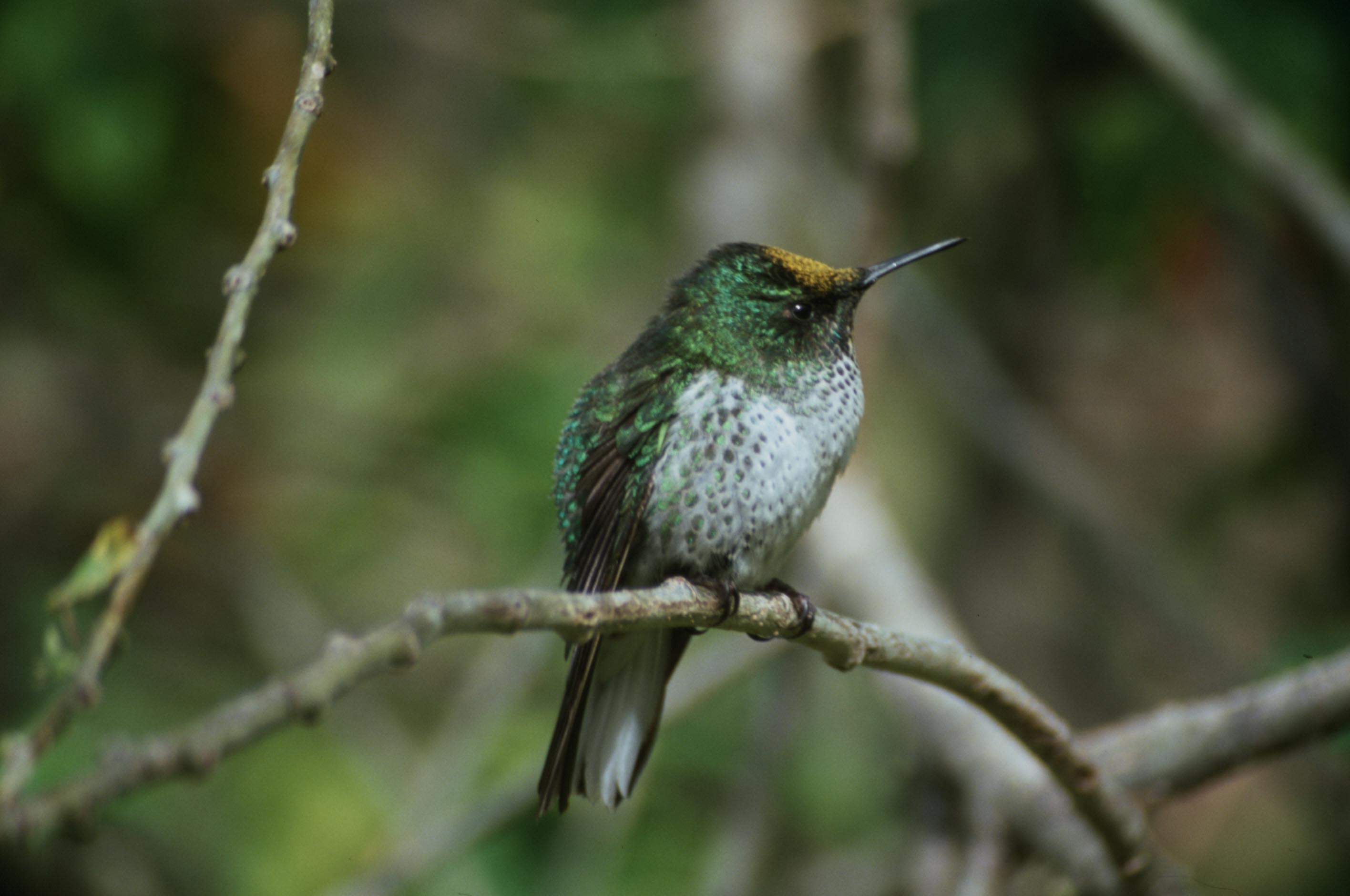 Opiniones de sephanoides fernandensis