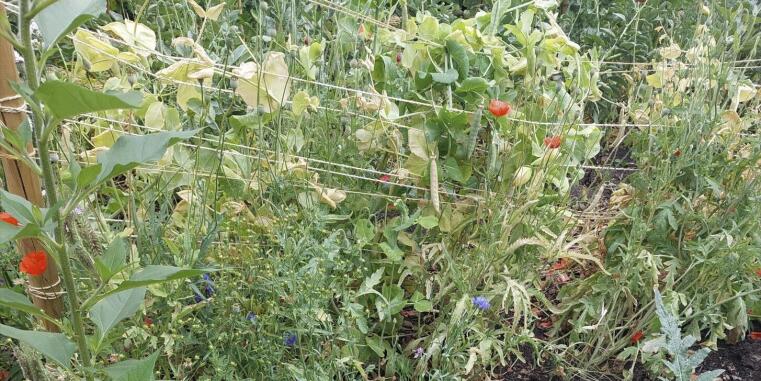 Vielfalt im Permakulturgarten