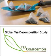 Teacomposition3