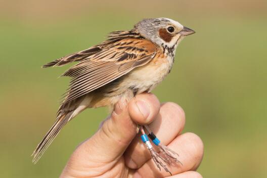 Chestnut-eared Bunting with Colour Rings